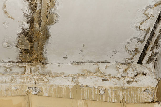 Best Biohazard Mold Removal  in Providence, UT