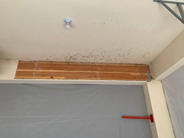 Best Mold Damage Restoration  in Providence, UT
