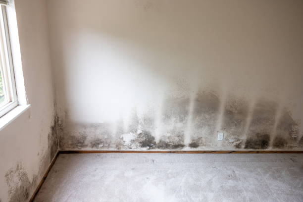 Best Airborne Mold Testing  in Providence, UT