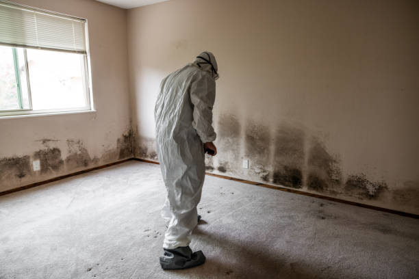 Best Mold Remediation for Rental Properties  in Providence, UT